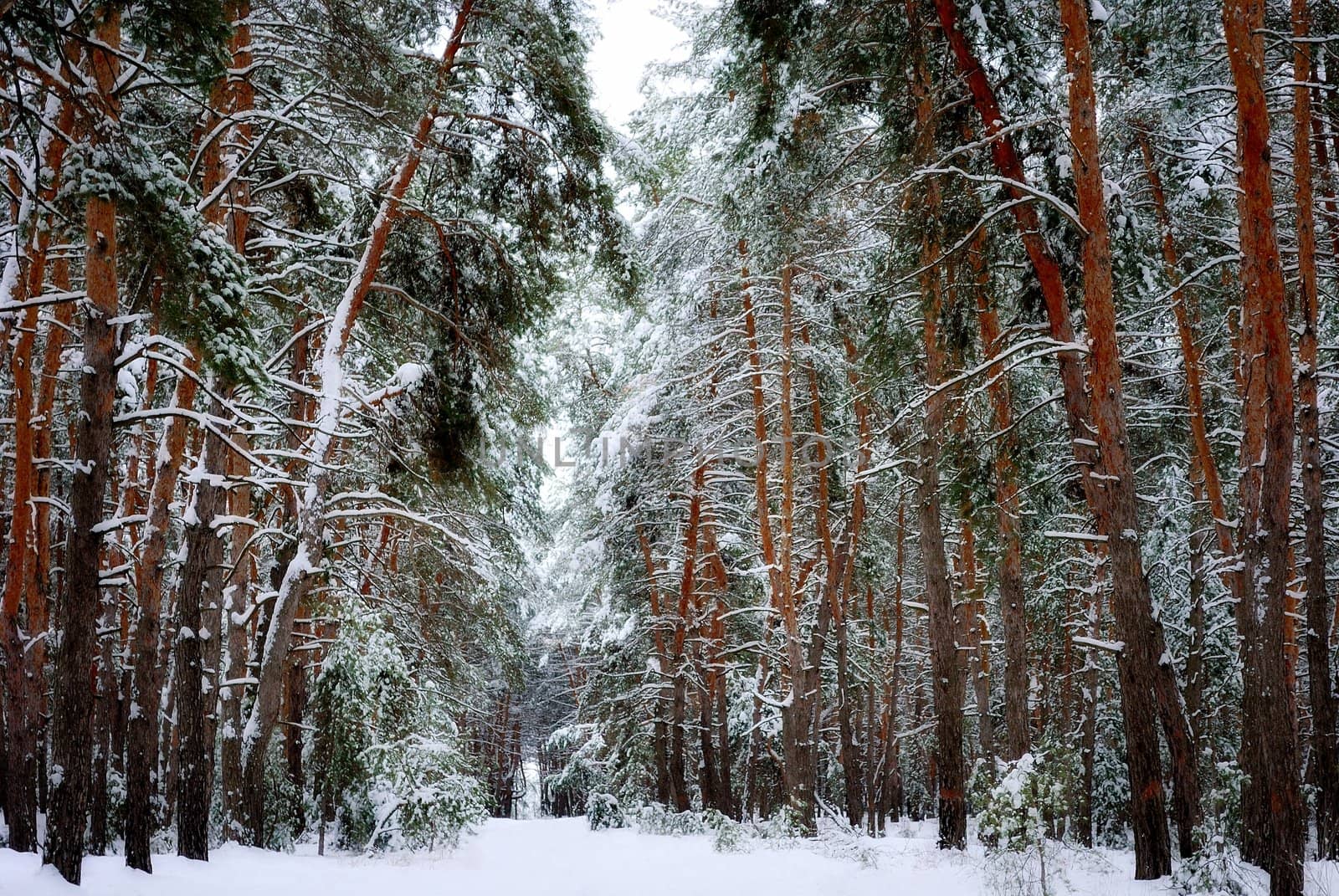 Snowy winter pine forest by azjoma