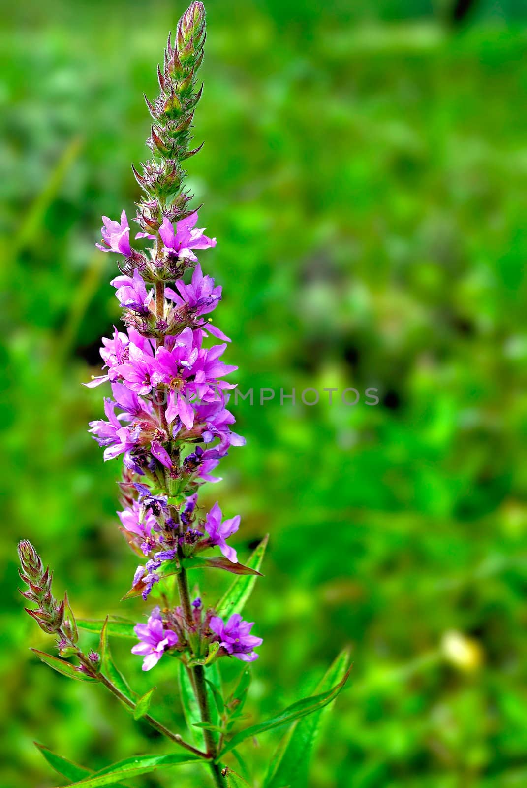 Willow-herb blossoms in the summer on a soft background of green grass