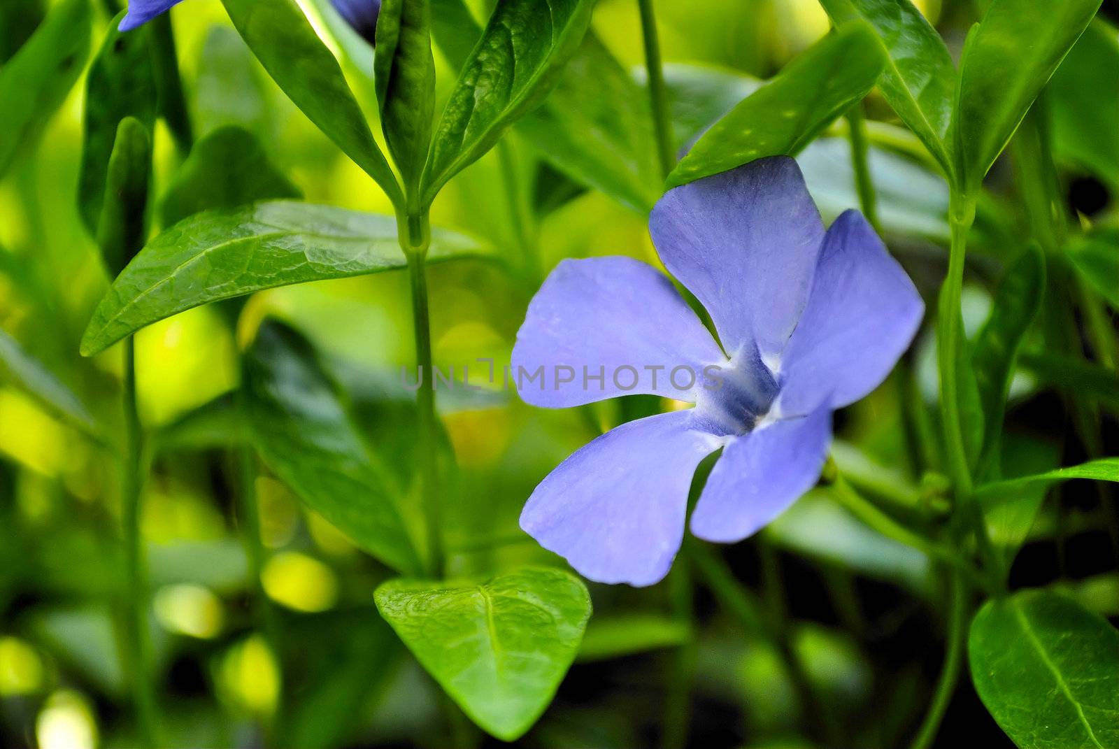 Periwinkle growing in the spring forest of green grass