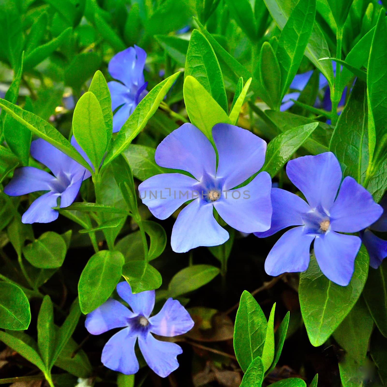 Several periwinkle against a background of green foliage