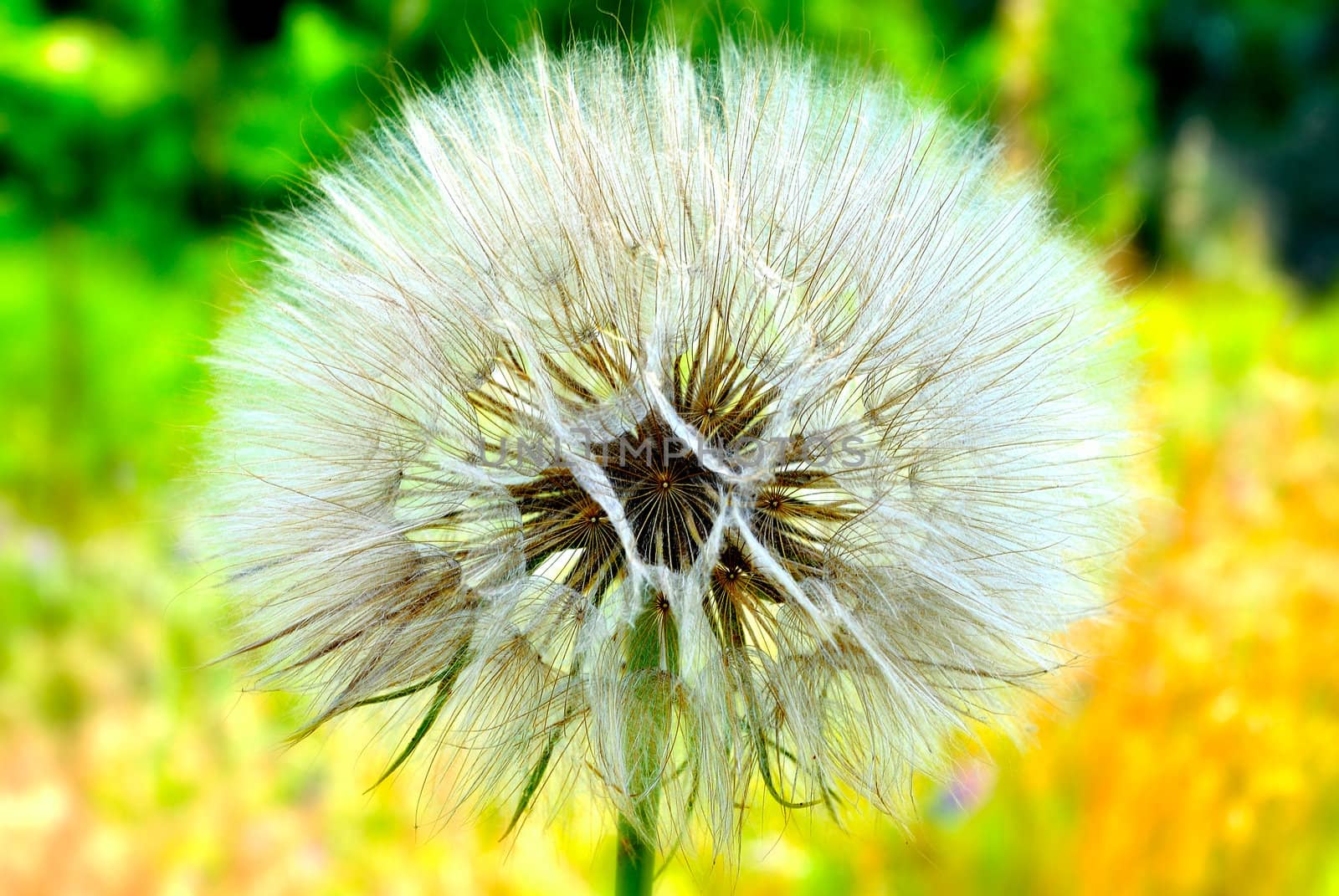 Dandelion is white and fluffy on the yellow-green background