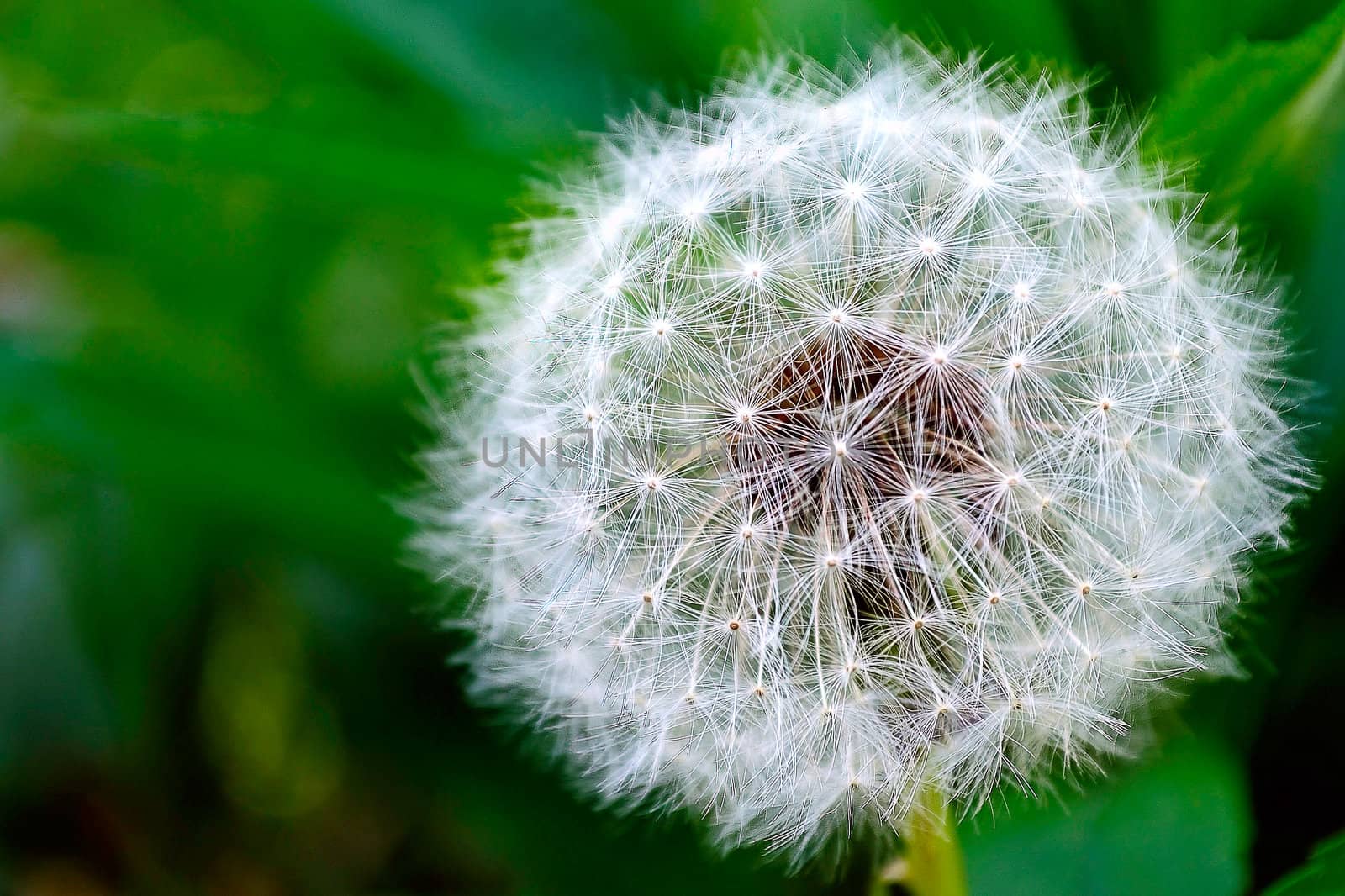 Dandelion white and fluffy on a green background