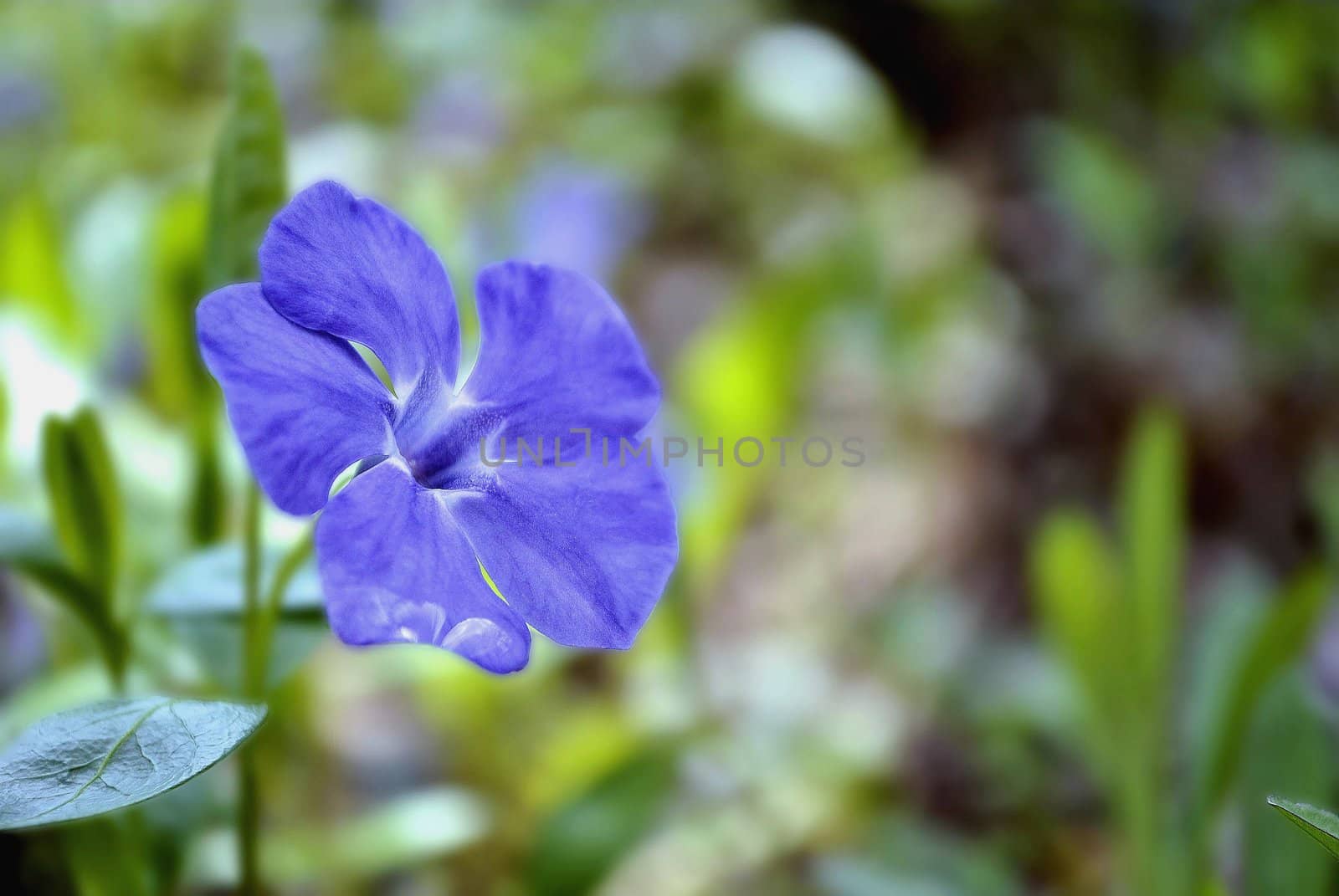 Periwinkle flower on a meadow on a spring morning