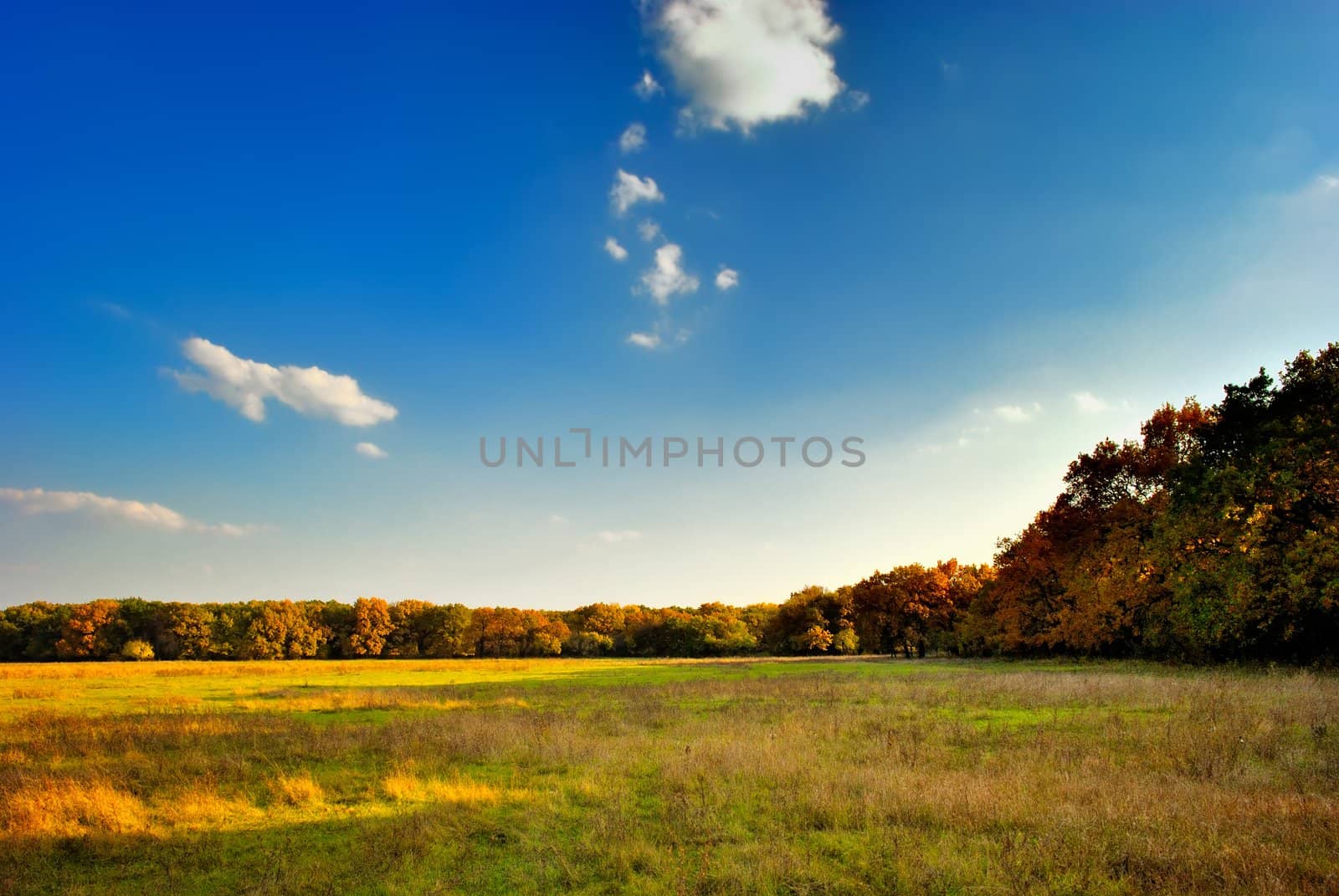 The yellow-green field near the autumnal forest on the background of blue sky with clouds