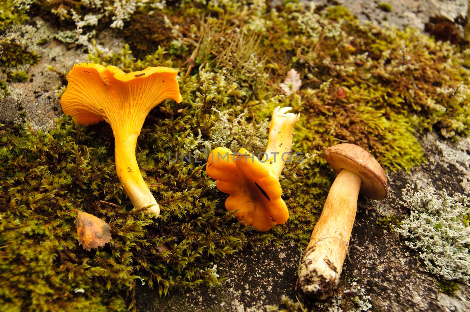 Fresh mushrooms from the forest, chanterelles and boletus