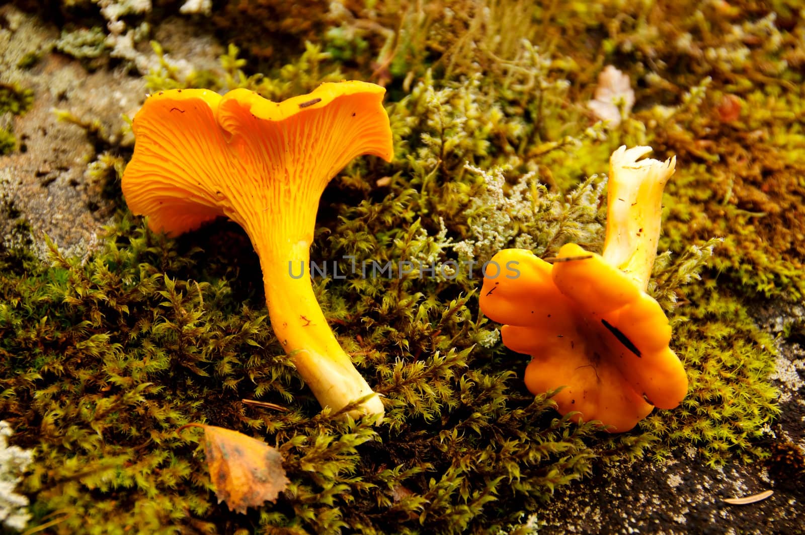 Fresh chanterelles from the forest