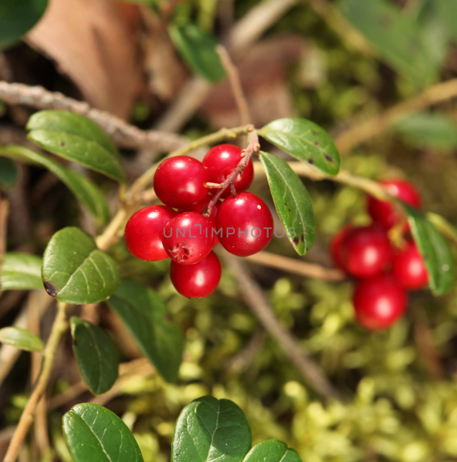 The Forest cranberries in nature
