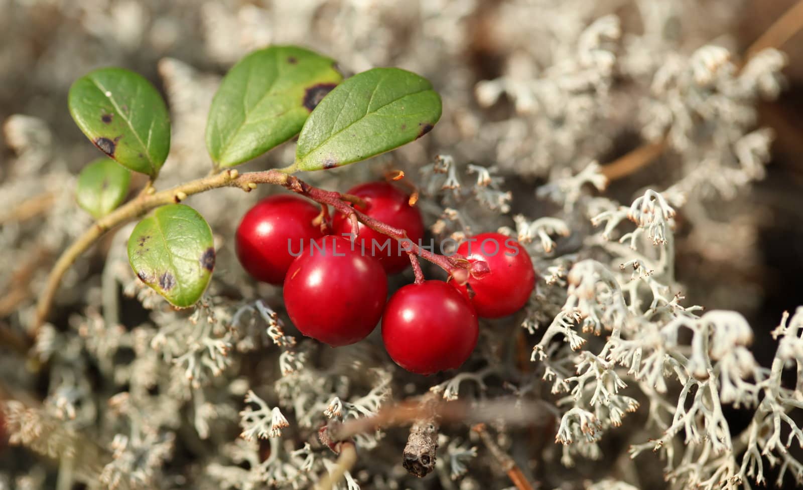 The Forest cranberries in nature