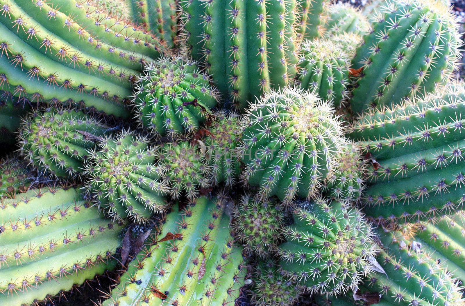 A green spreading Hedgehog Cactus