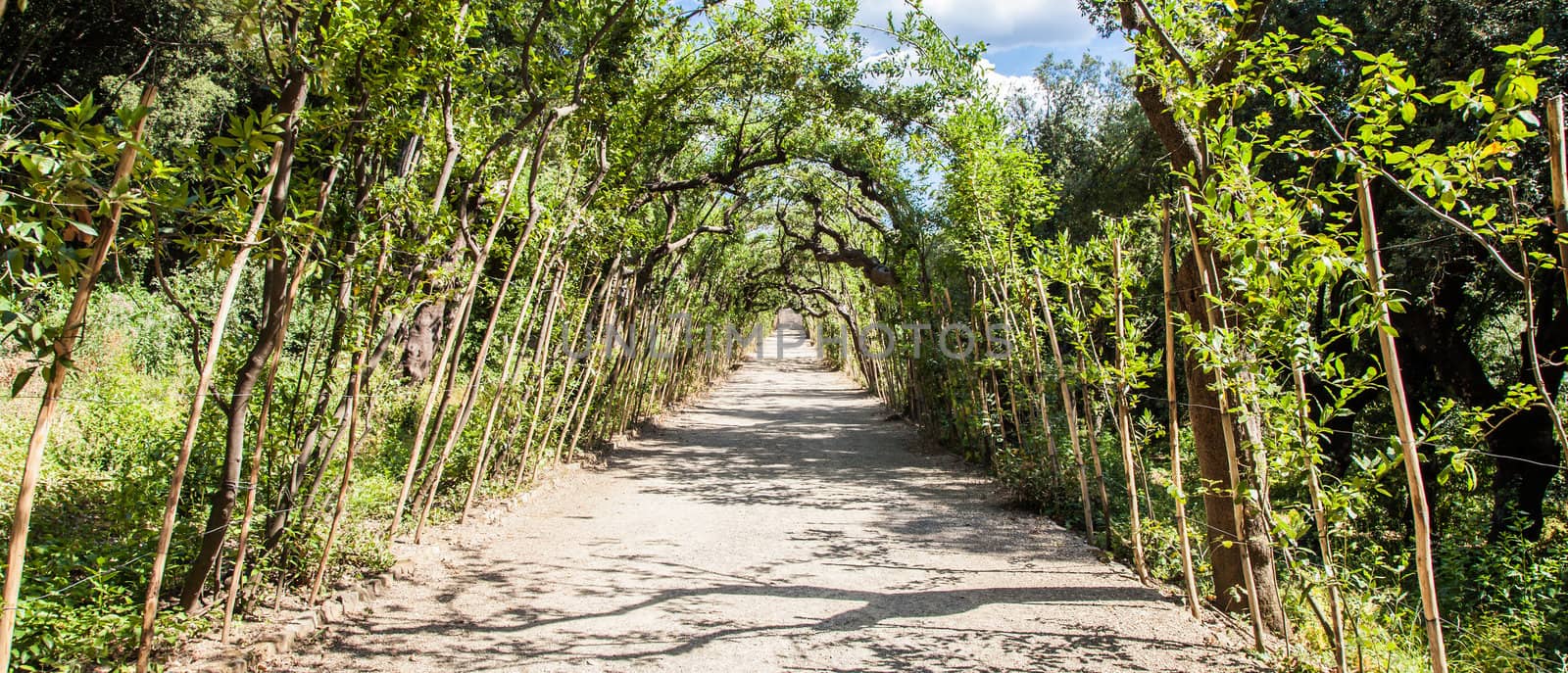 Florence, Italy. Old Boboli Gardens during a sunny day in summer season