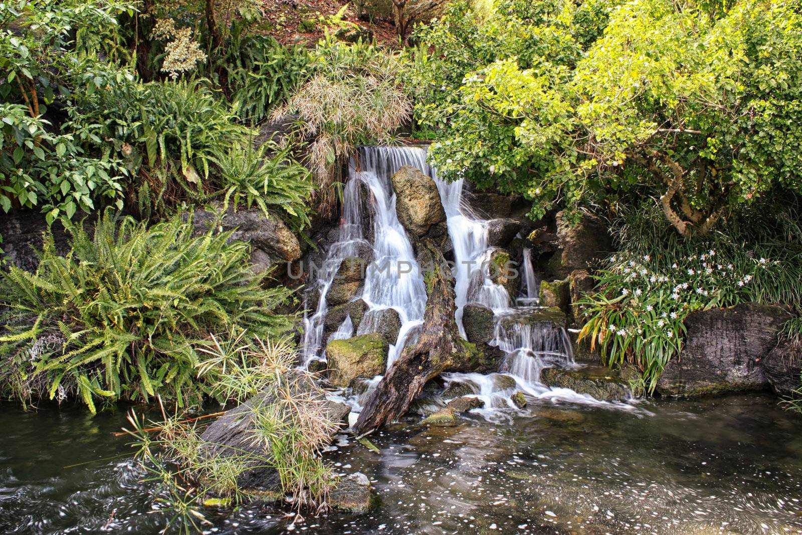 Whispy Waterfall with brilliant green foliage