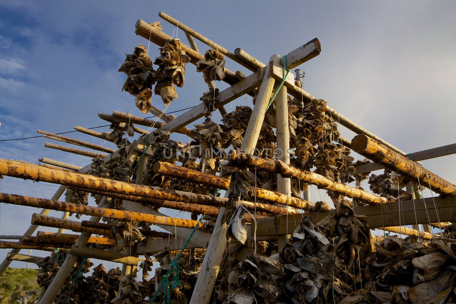 Traditional way of drying stockfish on Lofoten islands in Norway