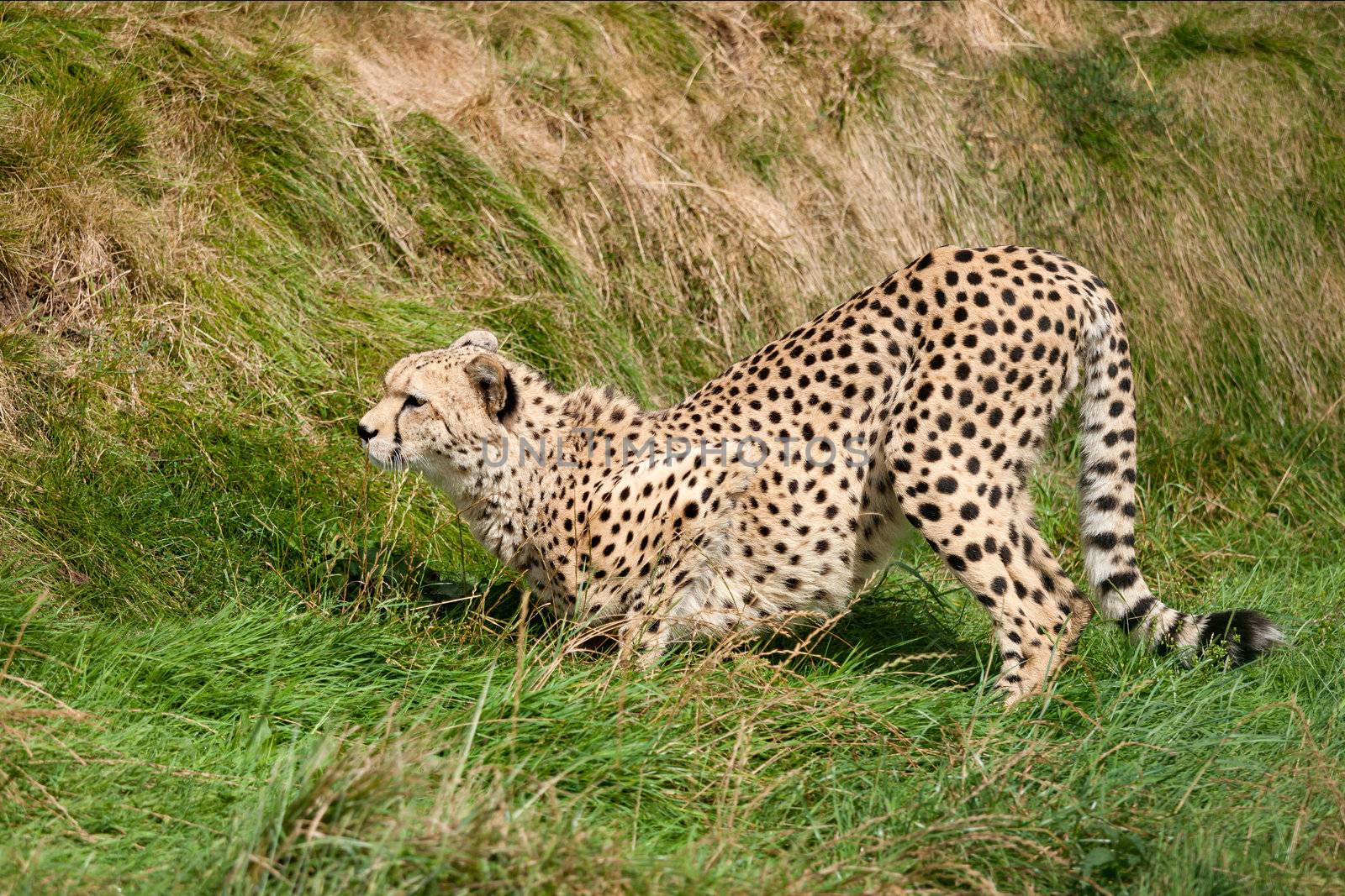 Cheetah Crouching in the Grass Ready to Pounce Acinonyx Jubatus