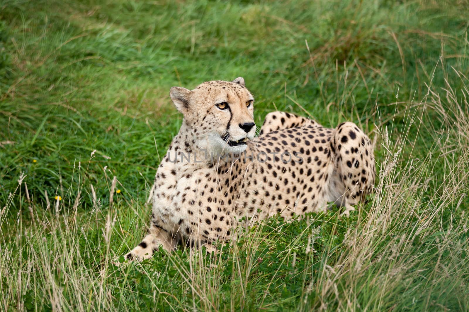 Cheetah Lying Down in Long Grass Acinonyx Jubatus