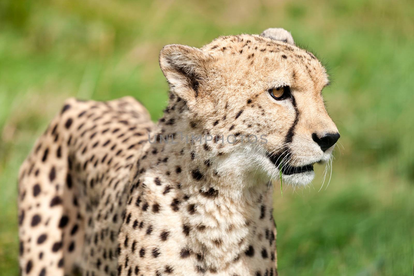 Side Portrait of Cheetah Against Grass Acinonyx Jubatus