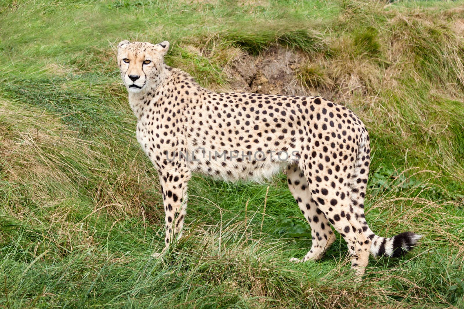 Cheetah Standing Against Grassy Bank Acinonyx Jubatus
