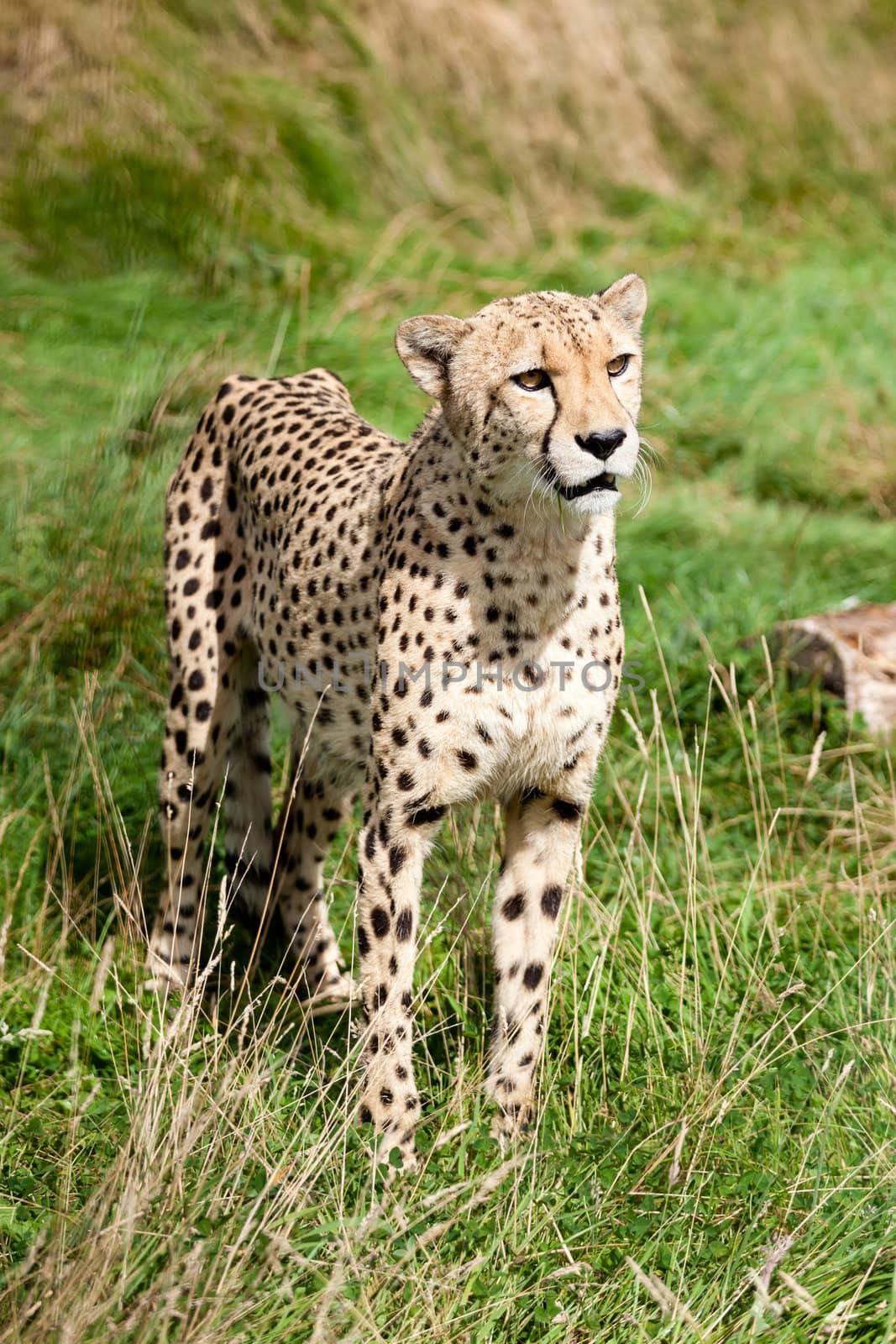 Portrait of Cheetah Standing in Long Grass Acinonyx Jubatus