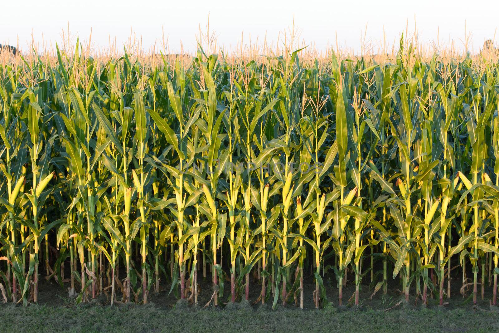 A tall row of field corn is nearly ready for harvest.
