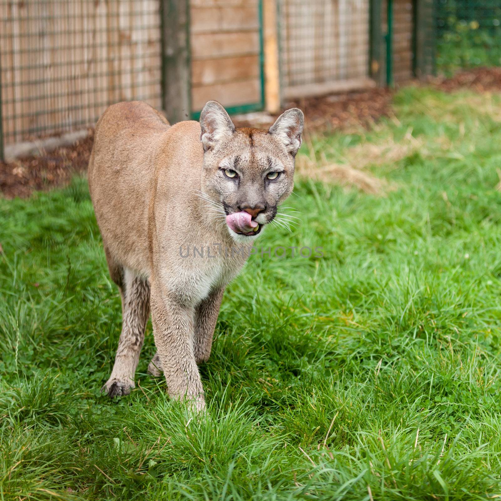 Prowling Puma Licking Lips in Enclosure by scheriton