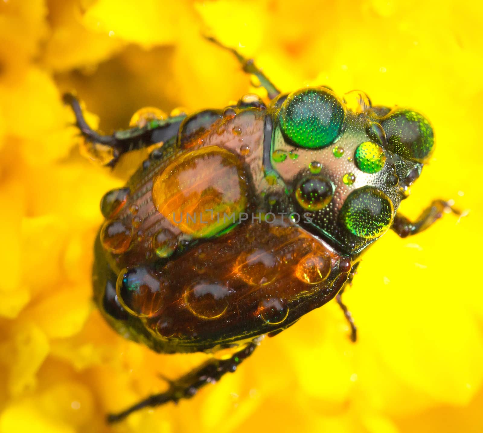 Raindrops on the back of a Japanese Beettle