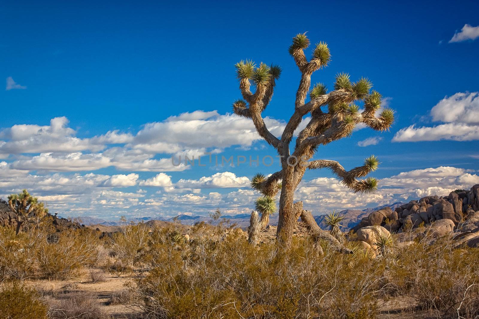 Joshua Tree National Park in Southern California, USA.