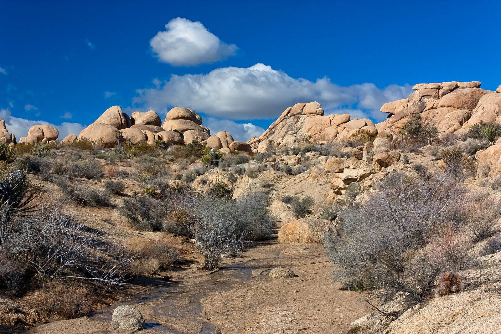 Joshua Tree National Park by wolterk