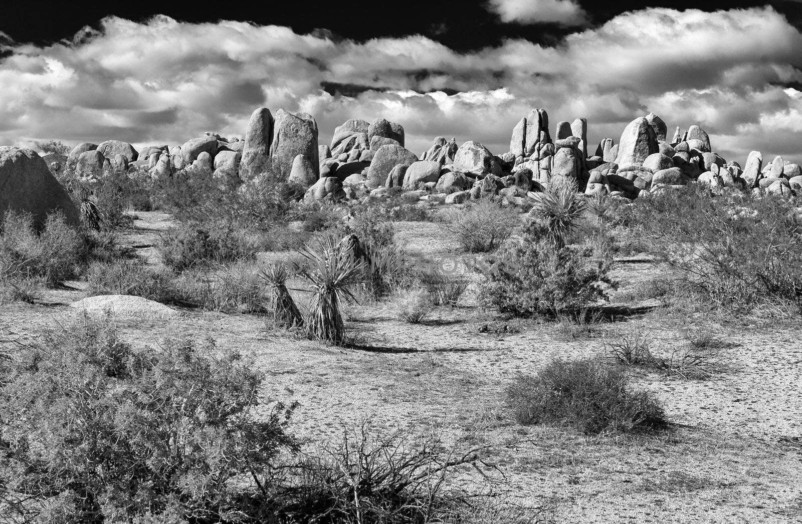 Joshua Tree National Park by wolterk