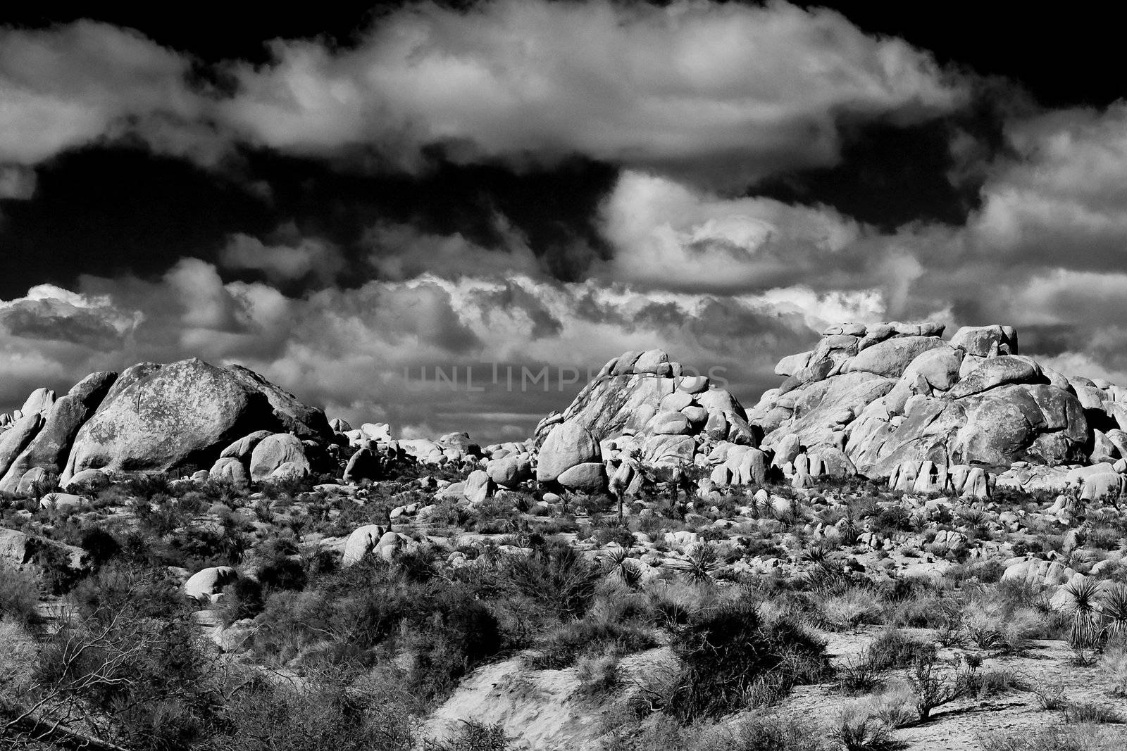 Joshua Tree National Park in Southern California, USA.