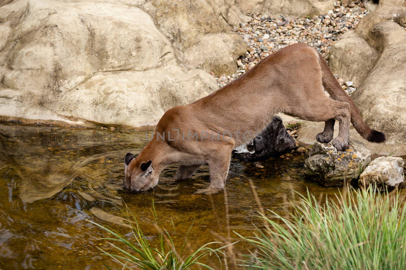 Puma Fishing in a Pond Felis Concolor