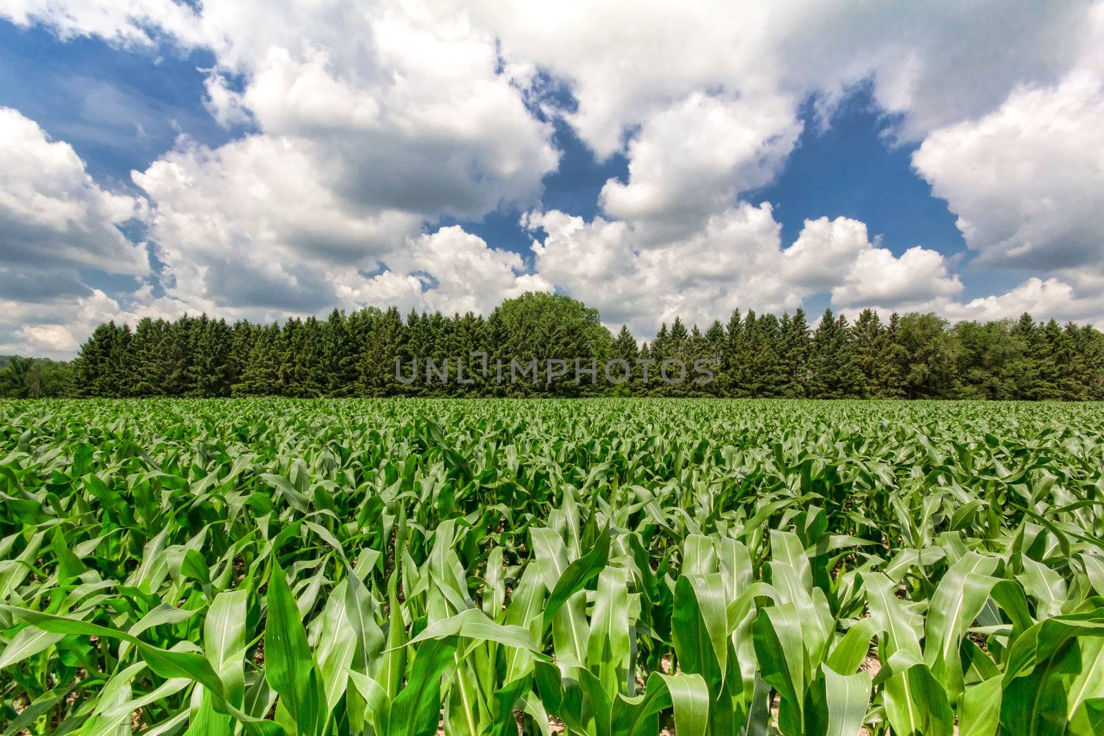 Knee High Corn in July by wolterk