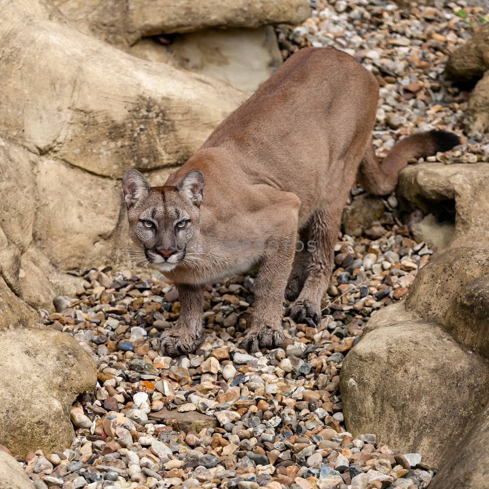 Puma on Rock Crouching Ready to Pounce Felis Concolor
