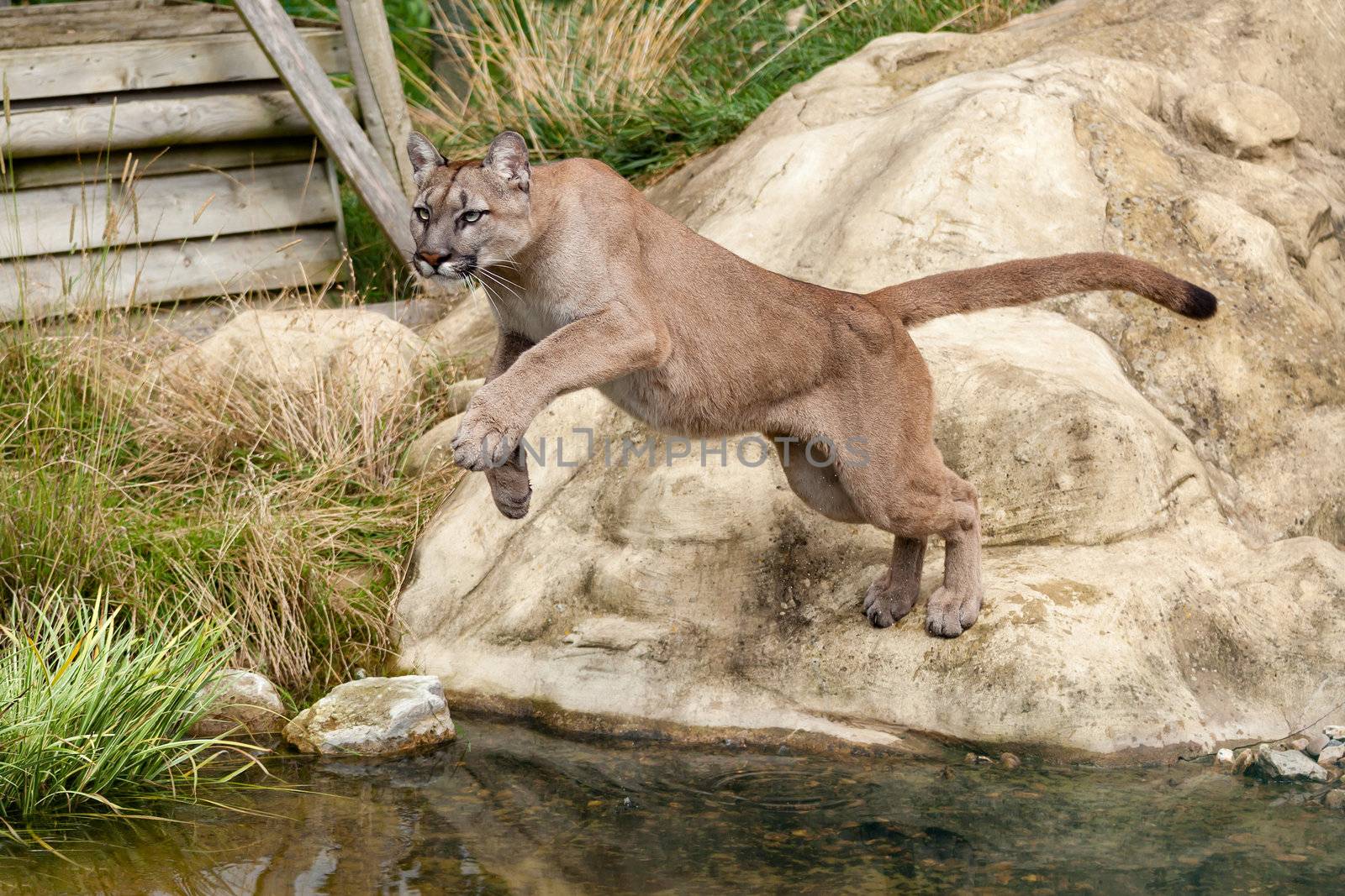 Puma Leaping Off a Rock over Water Felis Concolor