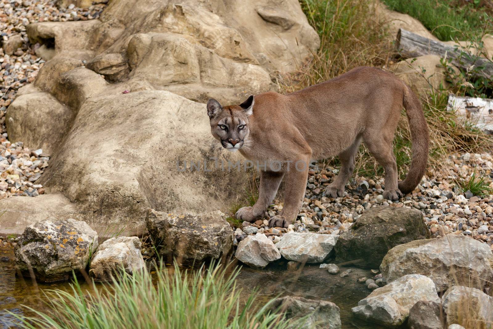 Puma Standing Staring on Rocks Felis Concolor