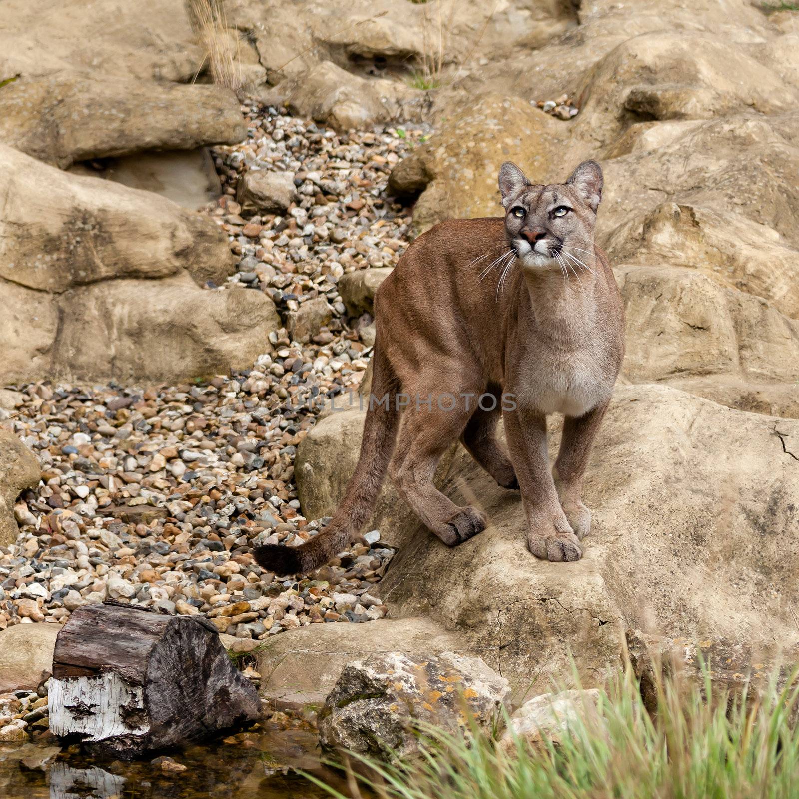 Puma Standing on Rock Gazing Upwards Felis Concolor