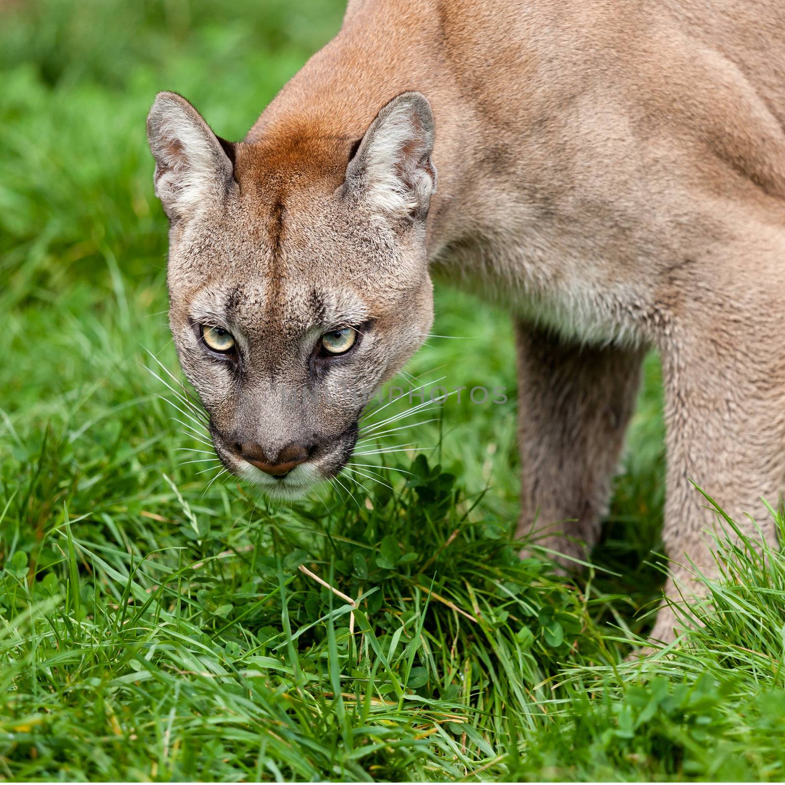 Head Shot of Puma with Beautiful Eyes Felis Concolor