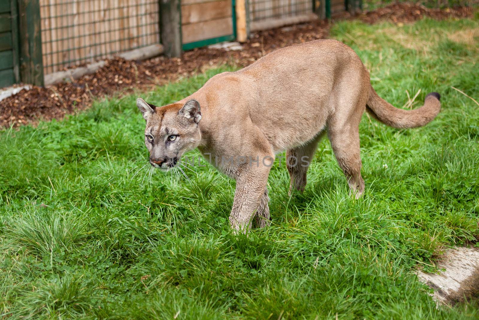 Puma Stalking Through Enclosure by scheriton