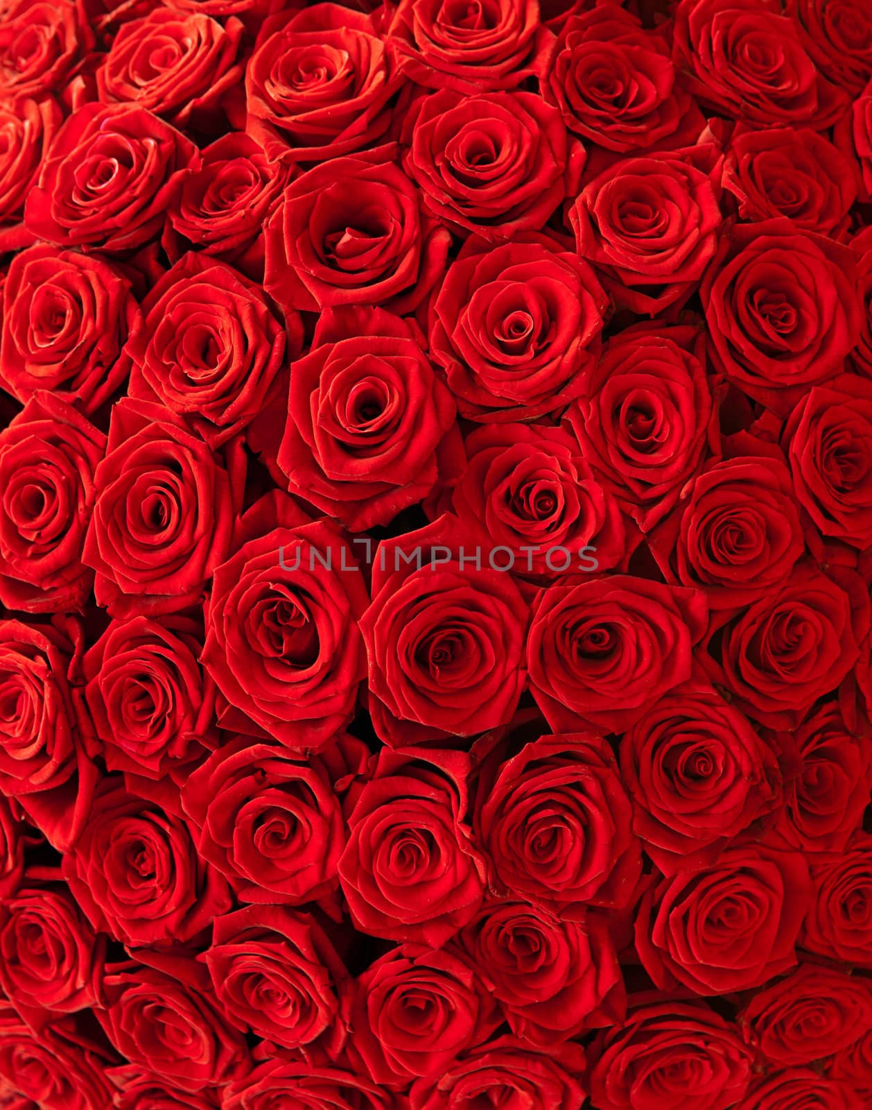 Plenty red natural roses background 