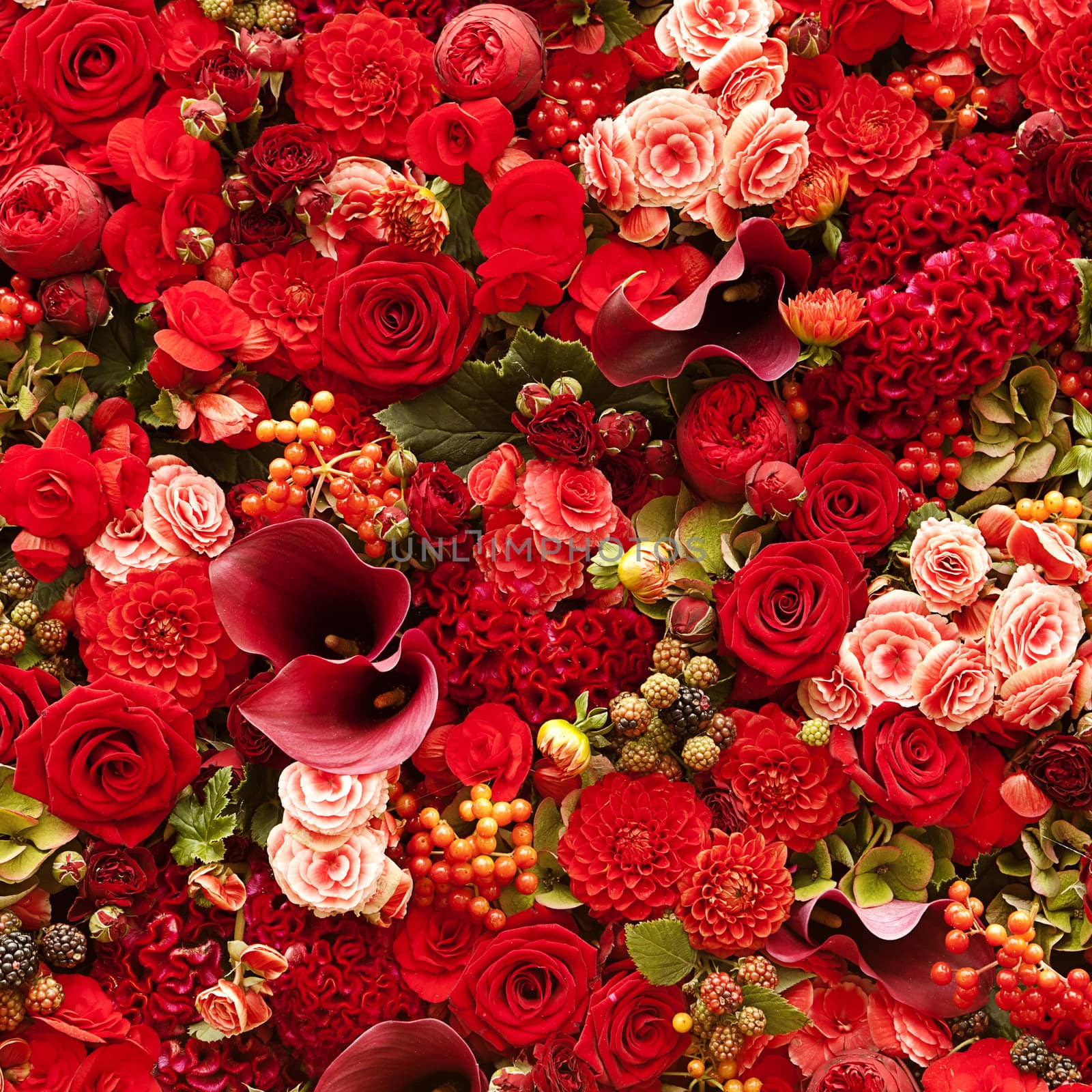 Flowers background with roses, berries, asters and callas