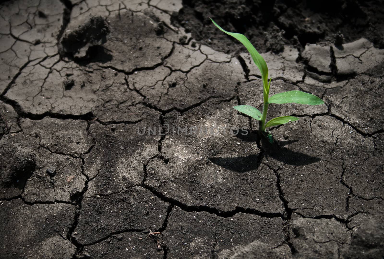 Green plant growing from cracked earth