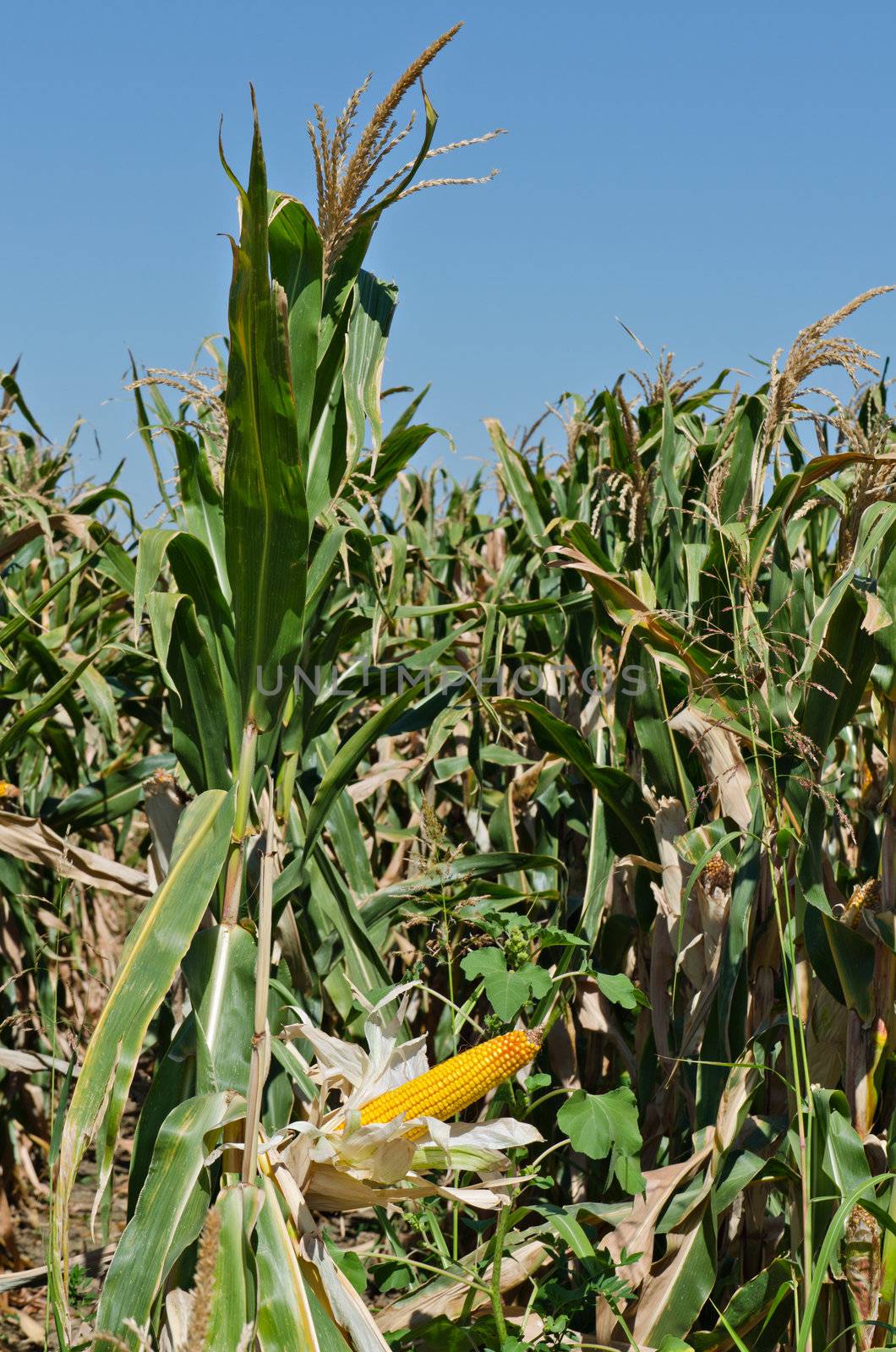 Corn on the stalk in the field, vertical shot