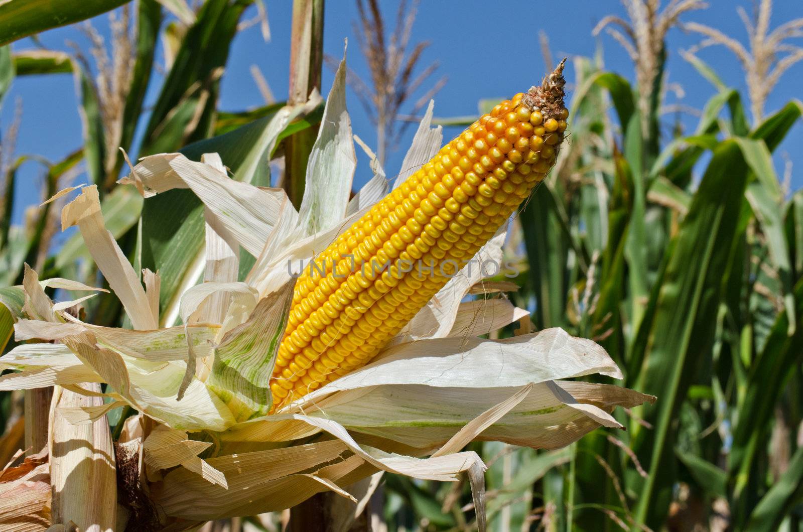 Corn on the stalk in the field, horizontal shot