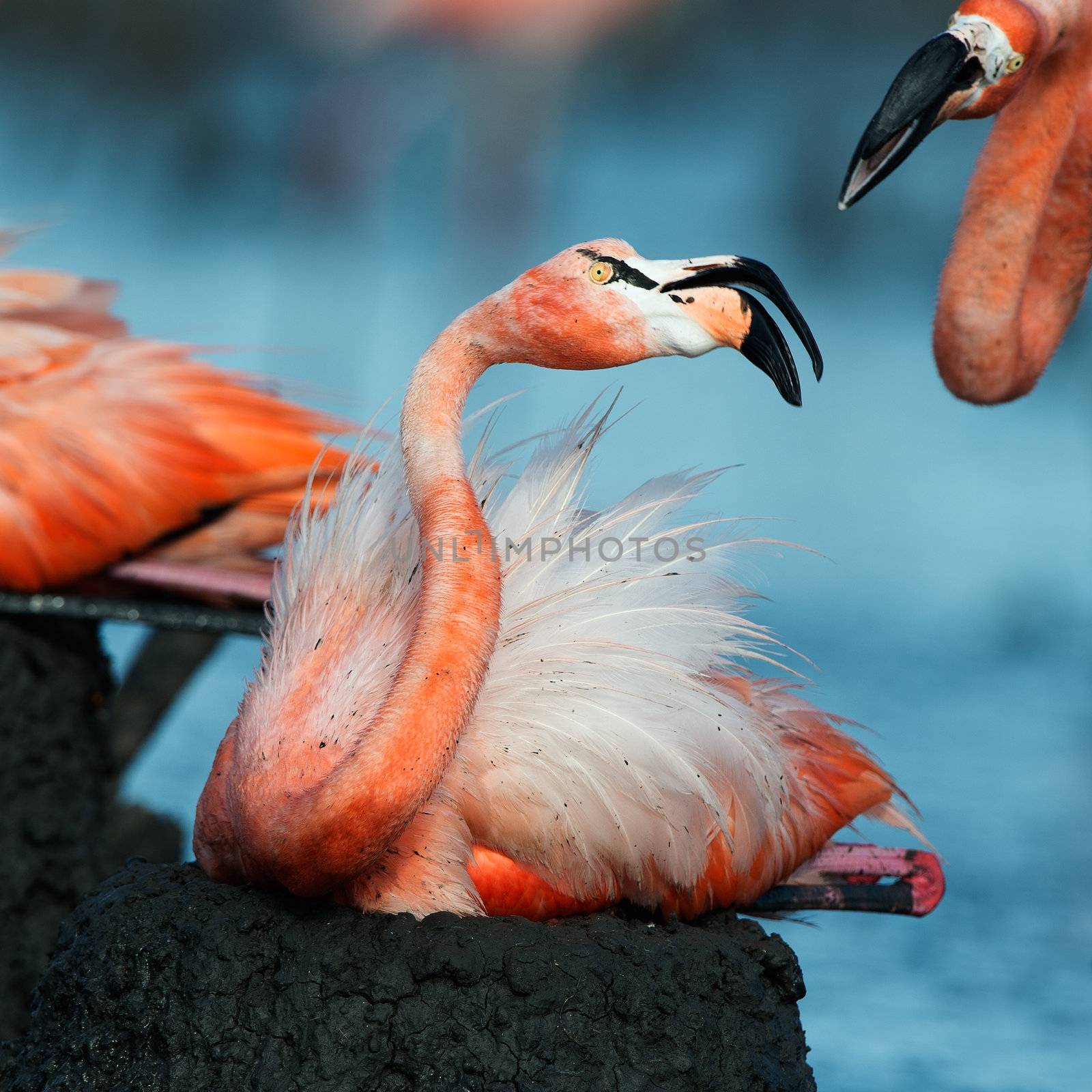  Great Flamingo the on nests. Rio Maximo, Camaguey, Cuba. 