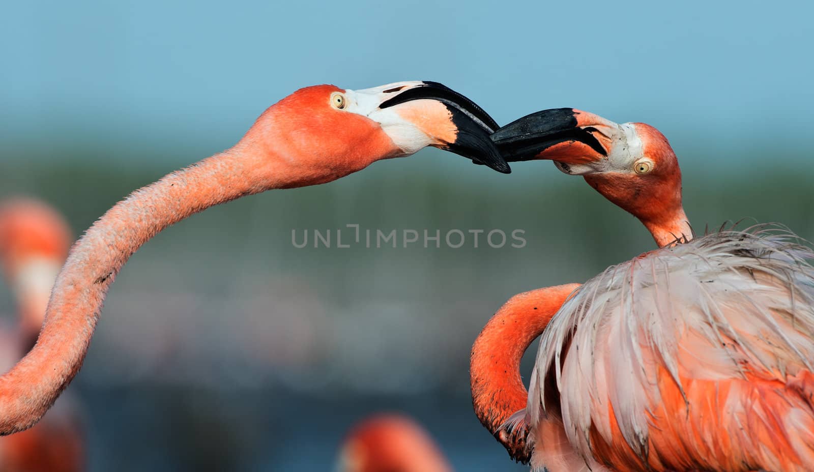 Portrait of two fighting  Flamingo on the blue background . Rio Maximo, Camaguey, Cuba. 