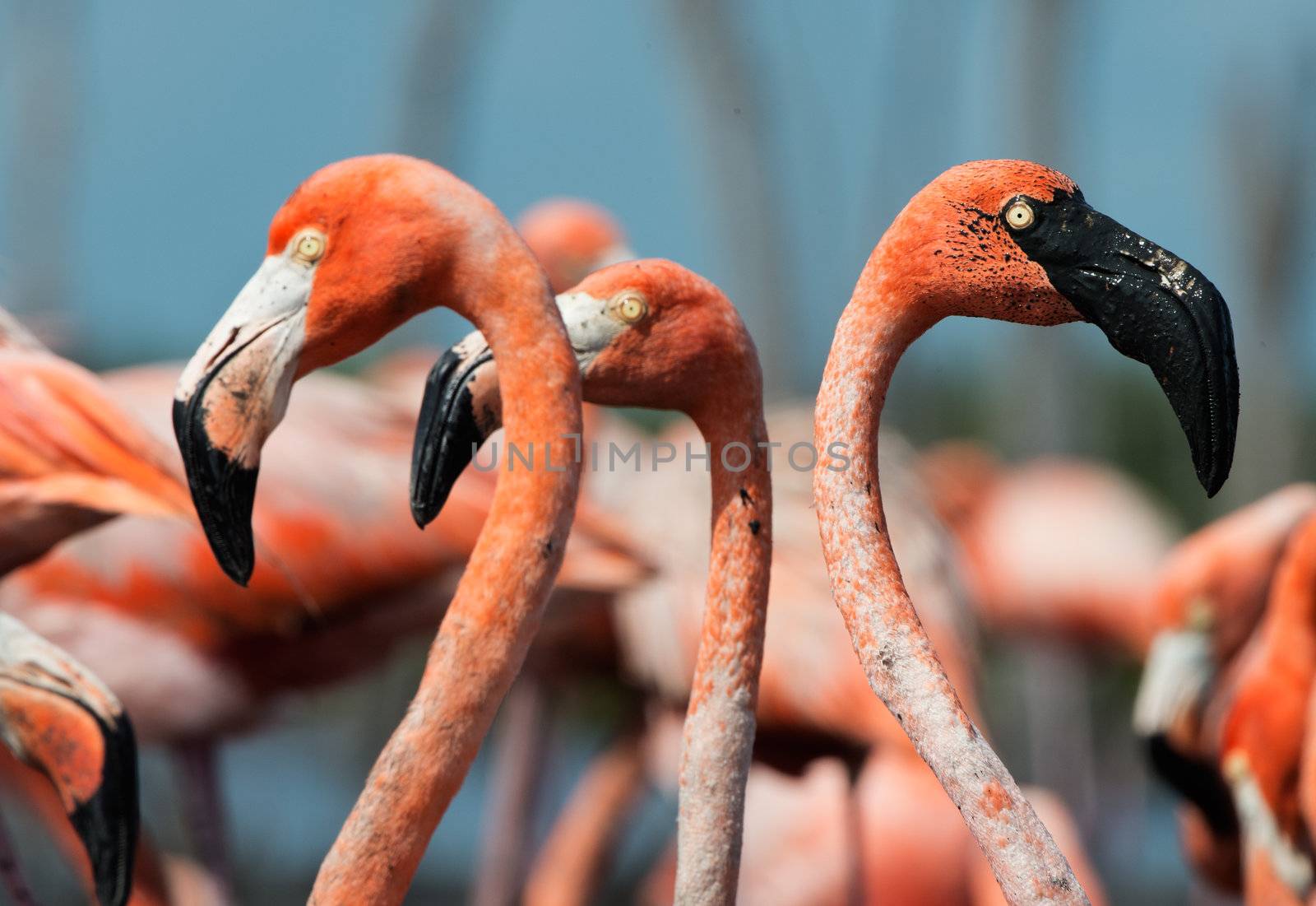 Portrai of group Great Flamingos on the blue background . Rio Maximo, Camaguey, Cuba. 