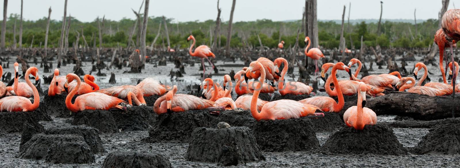 Colony of Great Flamingo the on nests. Rio Maximo, Camaguey, Cuba. 