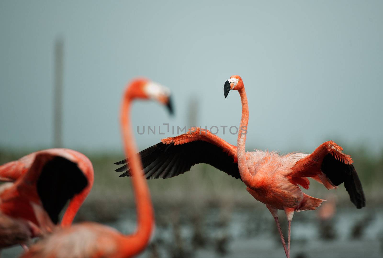 Flamingo (Phoenicopterus ruber) by SURZ