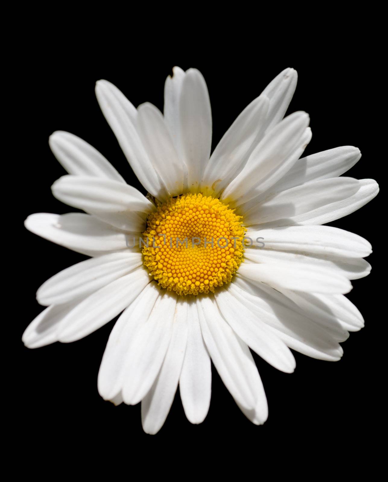Macro view of single chamomile over black background