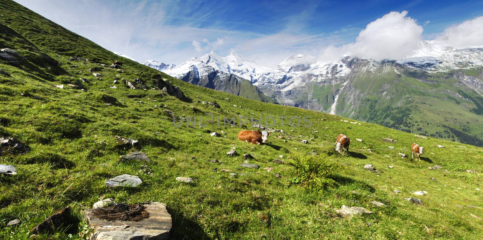 Beautiful alpine panoramic landscape with peaks covered by snow and green grass with cows in the foreground.