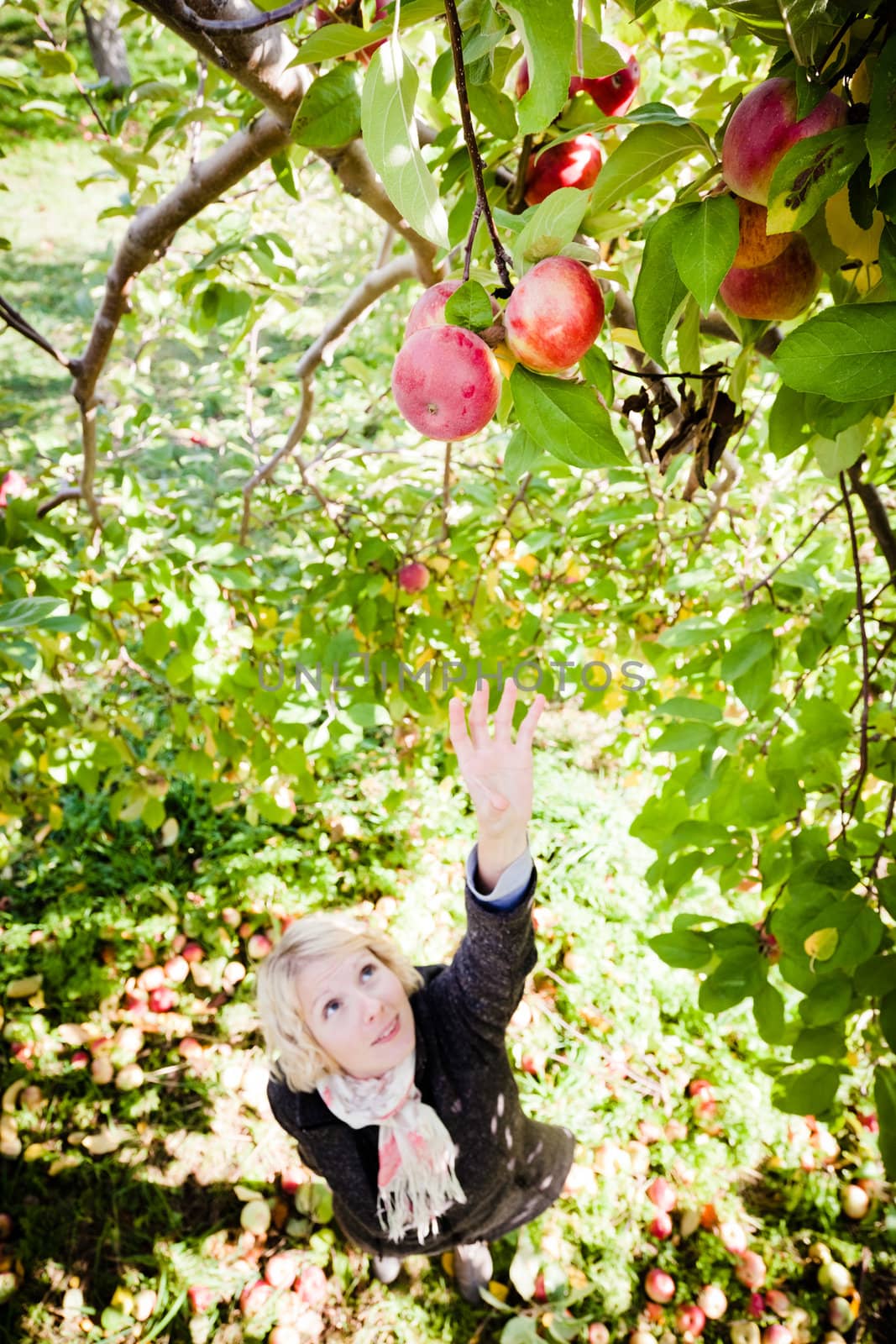 Girl reaching for a branch with apples