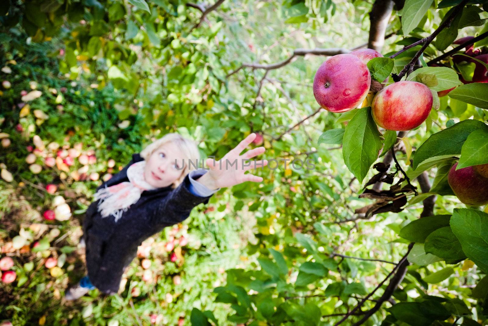 Girl reaching for a branch with apples